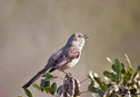 Mimus polyglottos